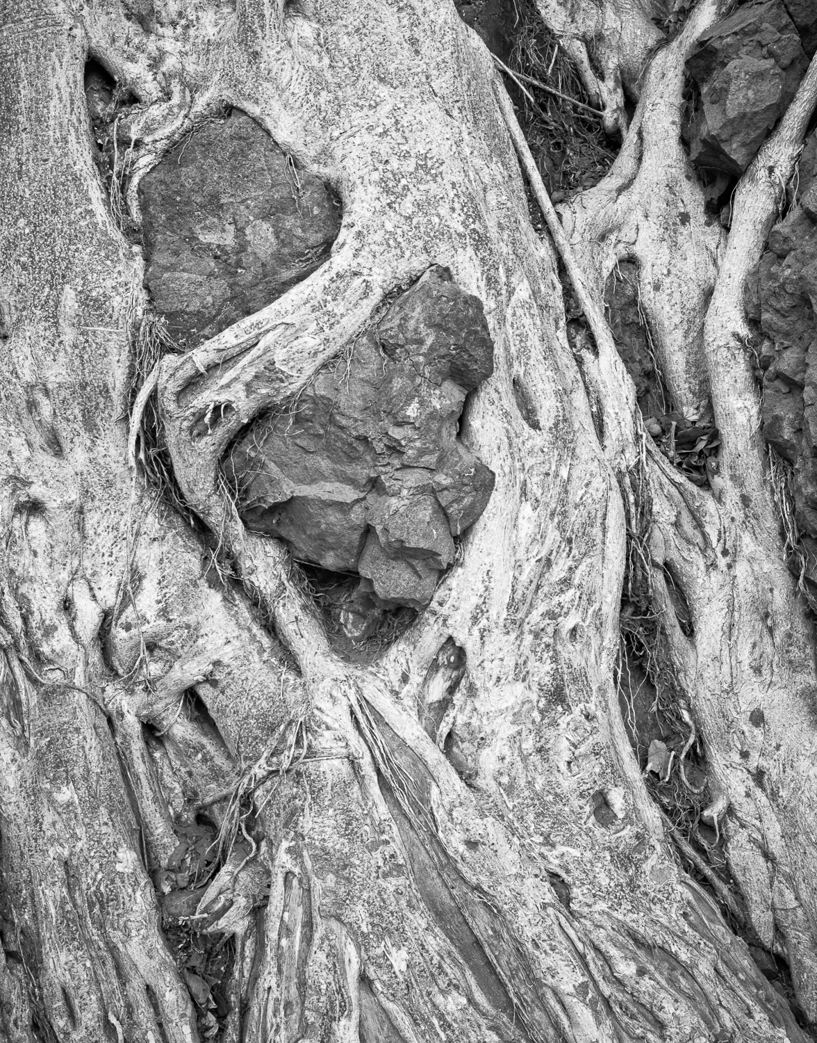 Fig Tree Root