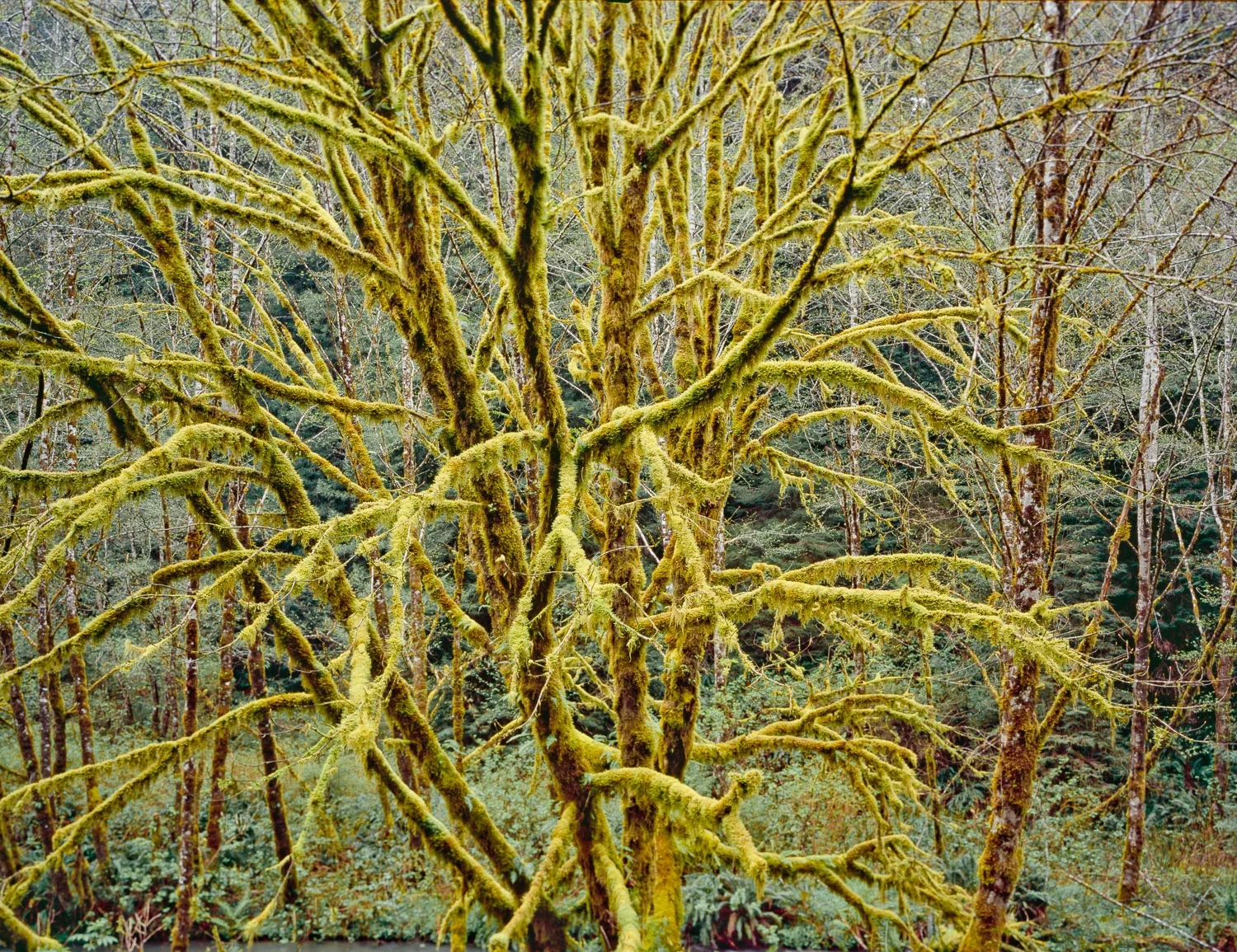 Lost Man Road, Redwood National Park, California