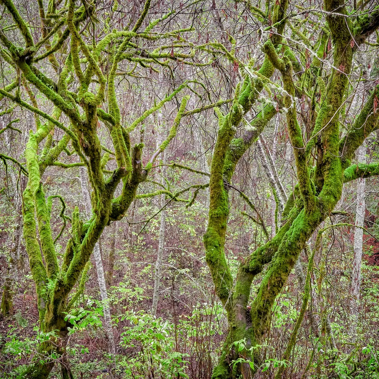 Winter Rain, Gazos Creek Road, California #1