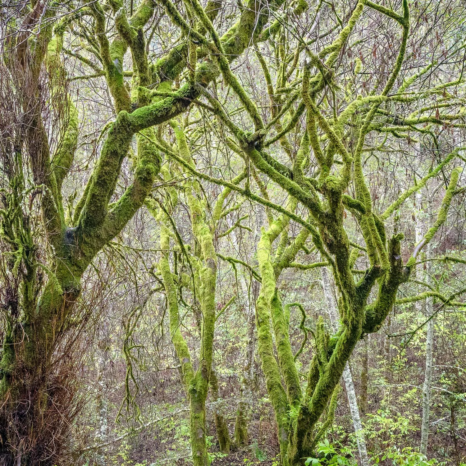 Winter Rain, Gazos Creek Road, California #2