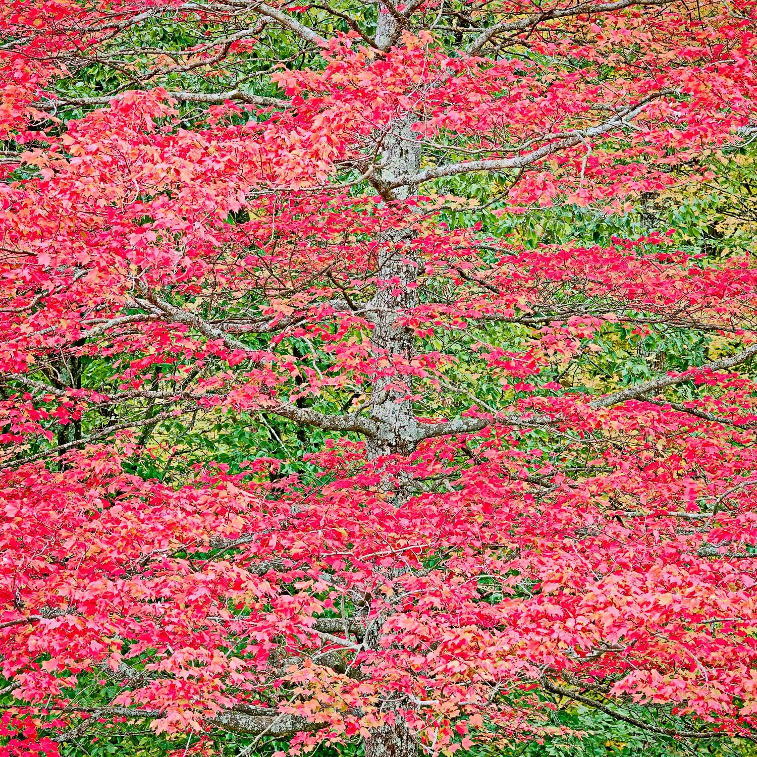 Cerise Maple, Bernheim Forest, Kentucky