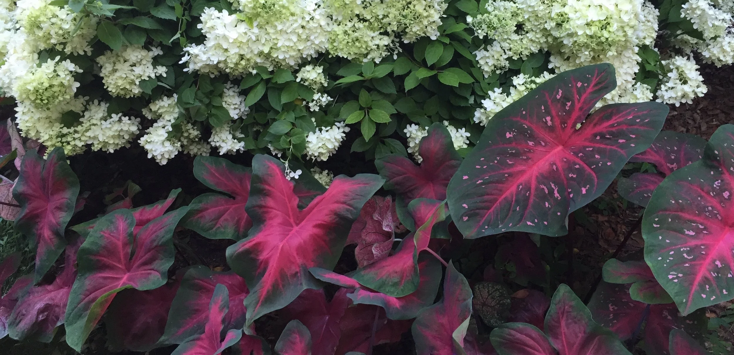 Garden, calladium, hydrangea.jpeg