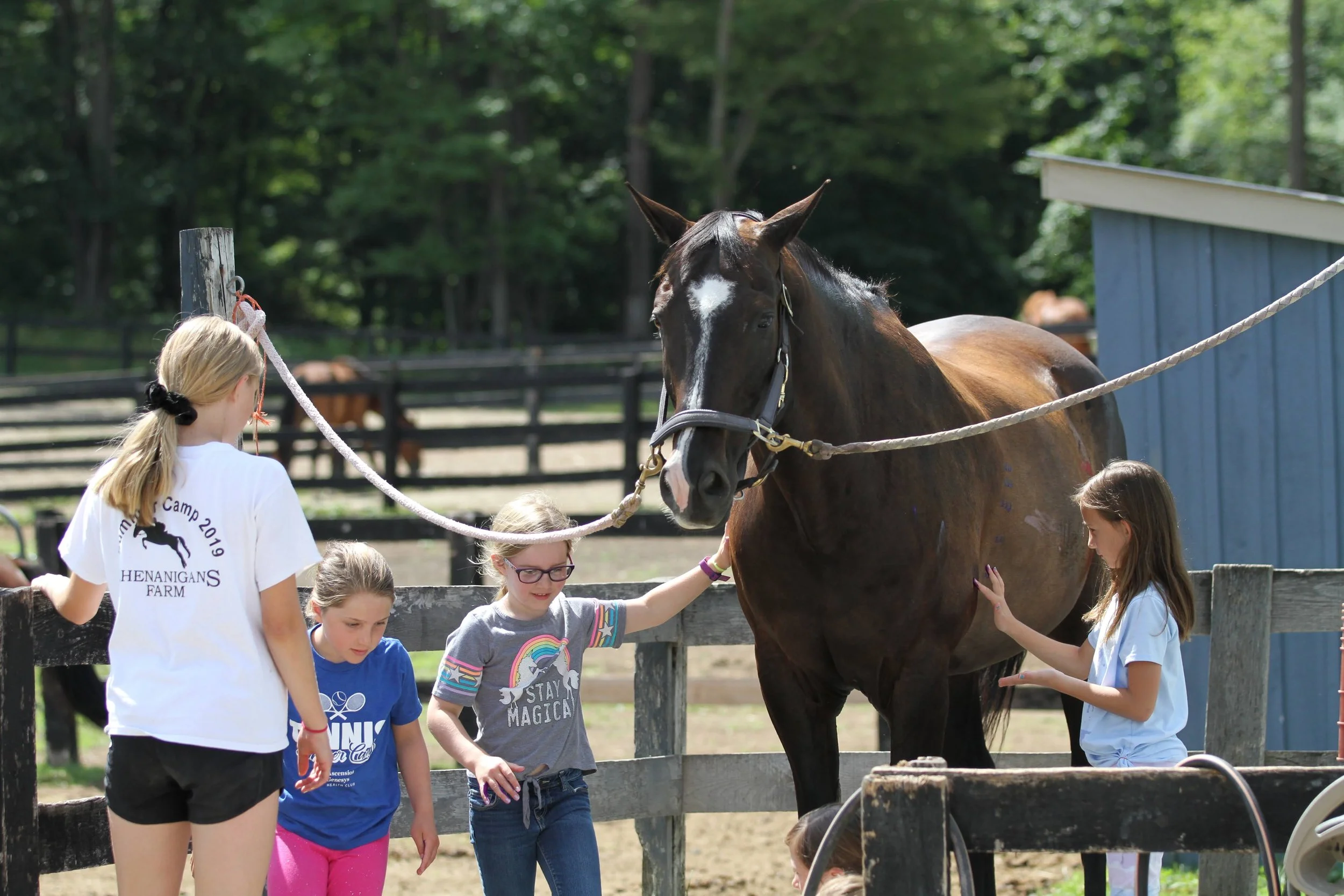 Group of children learning to groom a pony at summer horse camp in Oxford MI