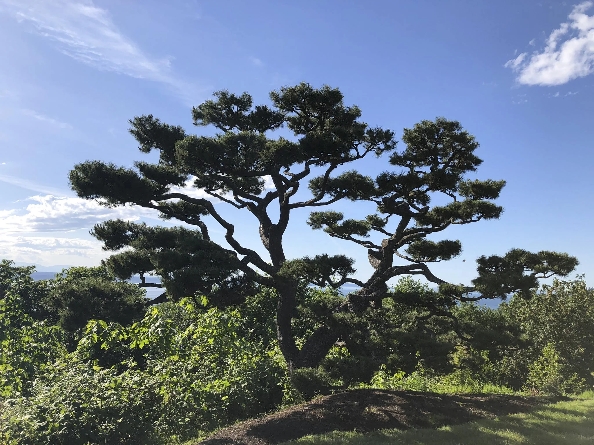Shore Pine Pruning