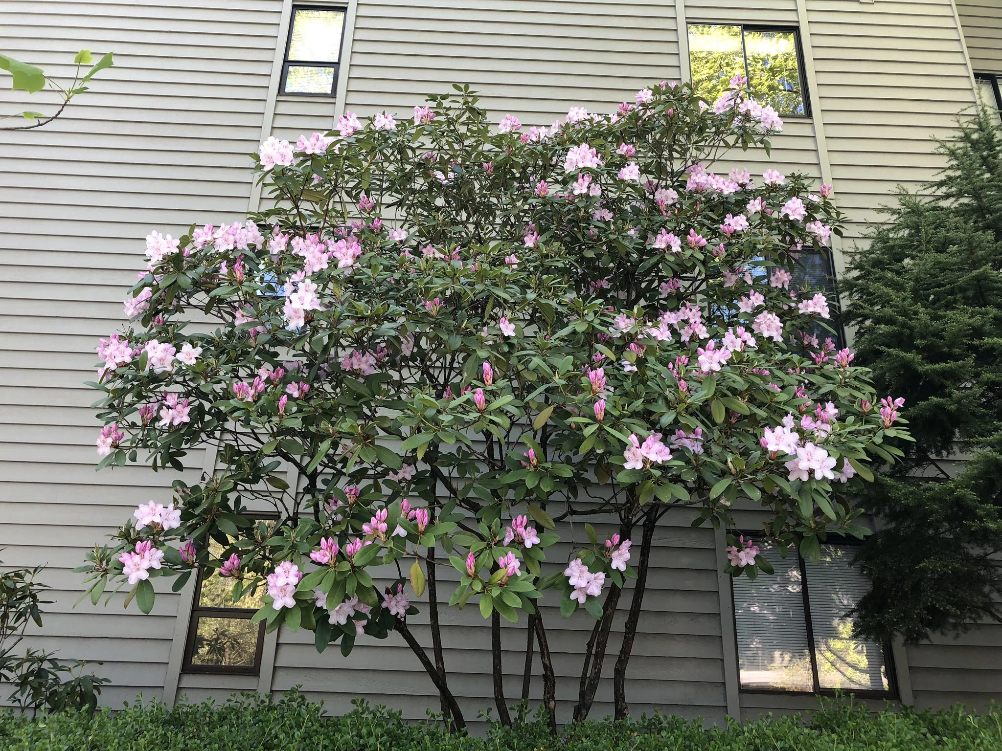Rhodie Pruning