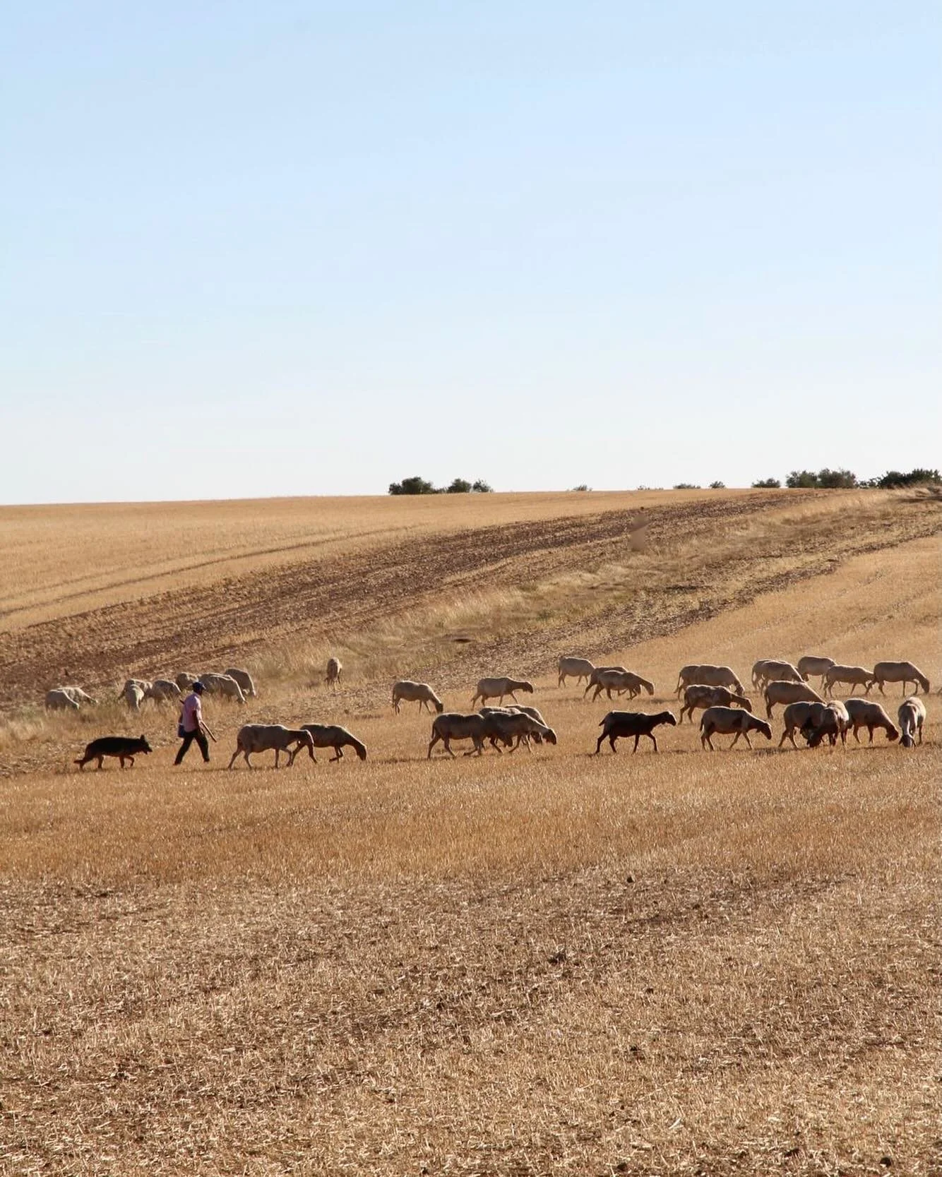 Salvatore and the flock. Puglian summer. ❤️