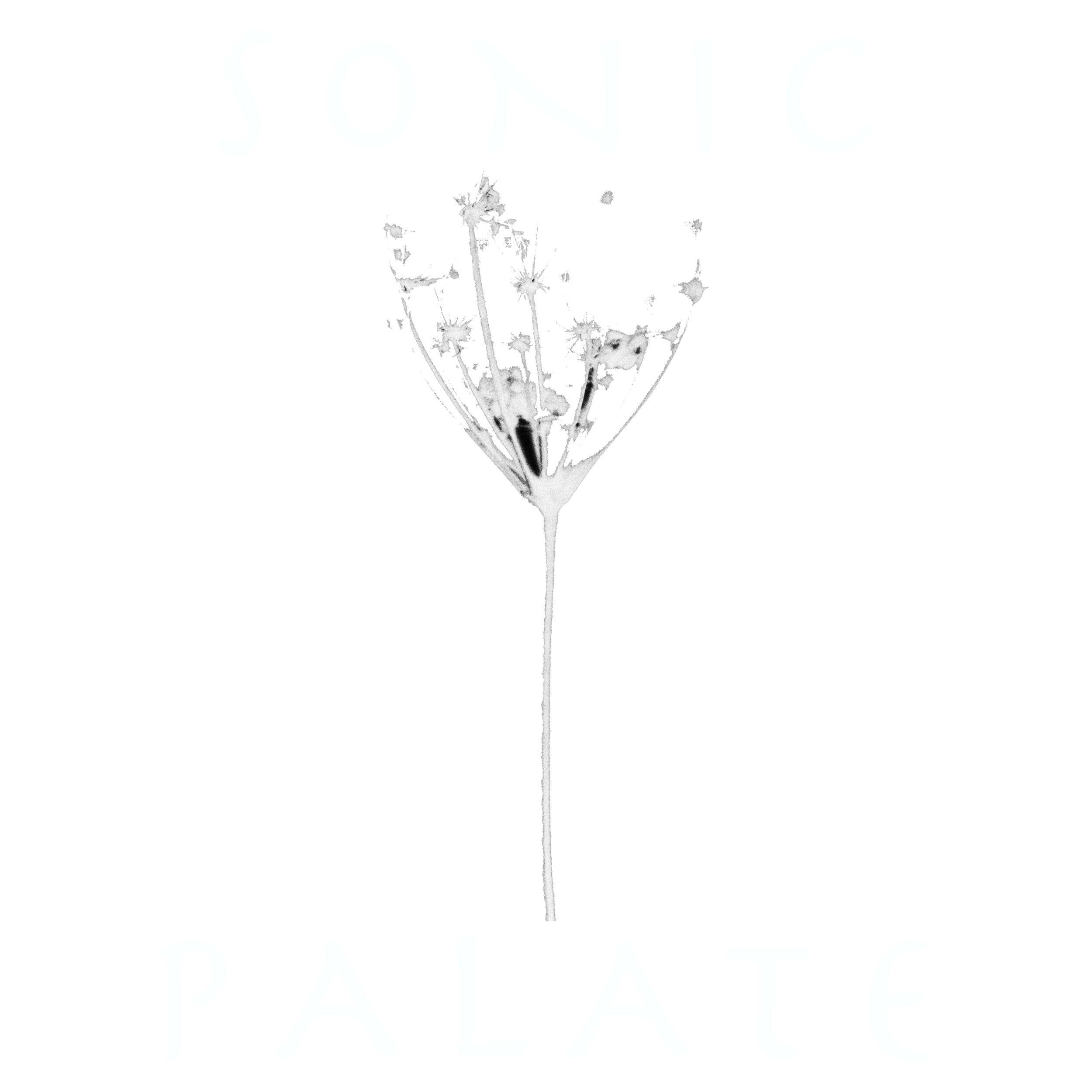 Sonic Palate