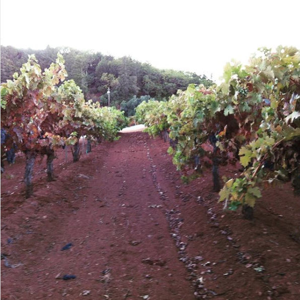 Walking the vineyard at Smith Madrone