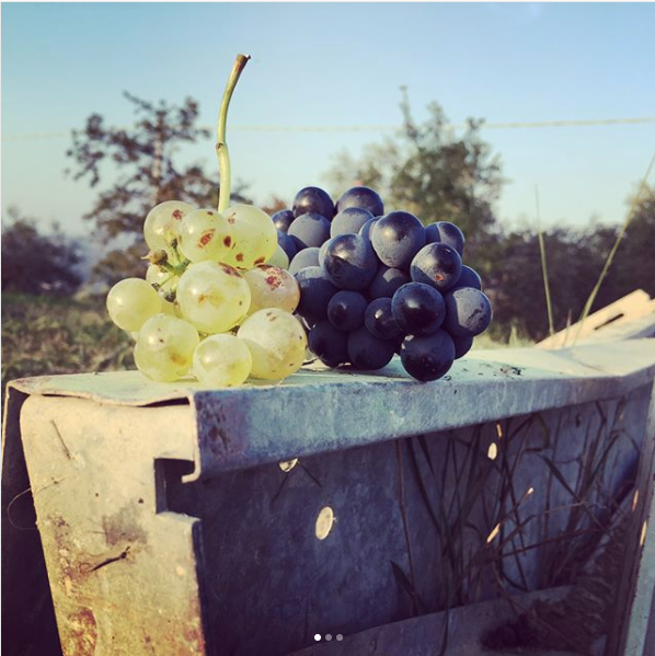 Sonic Palate - Houston Wine Consultant - Trebbiano d'Abruzzo grapes.png