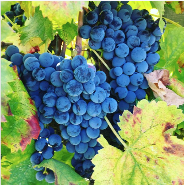 Sonic Palate - Houston Wine Consulting - Events - Italy Education Tour - Grapes.png