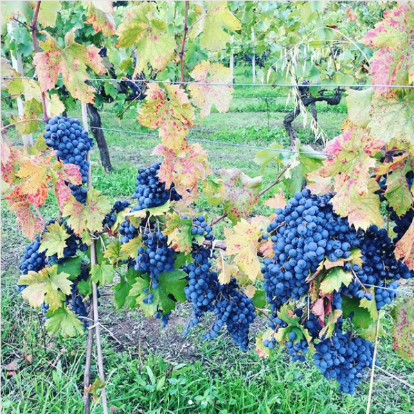 Sonic Palate - Houston Wine Consulting - Events - Italy Education Tour - Grapes on the Vine.png