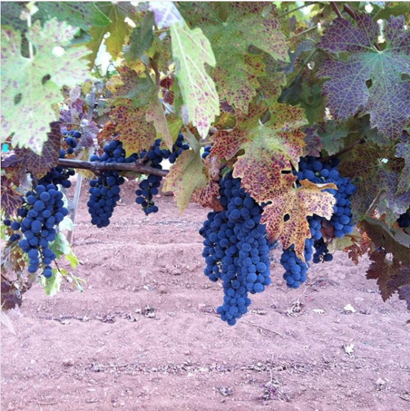 Sonic Palate - Houston Wine Consulting - Events - Italy Education Tour - Unfiltered Grapes.png