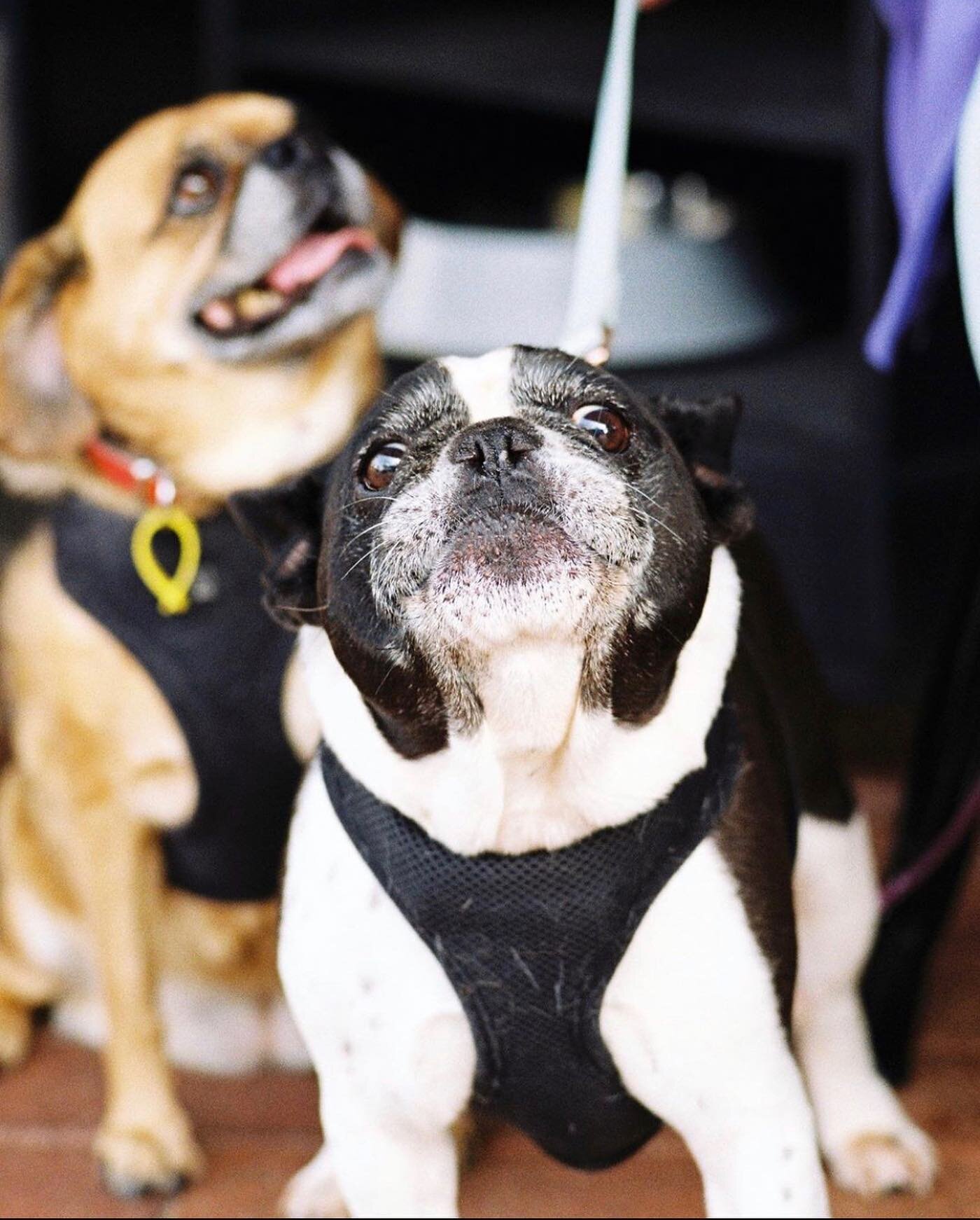 P.O.V you&rsquo;re the last hashbrown on the plate 
📷 @tappudd x @dogsoffinlays 
#cafe #perthcafe #inglewood