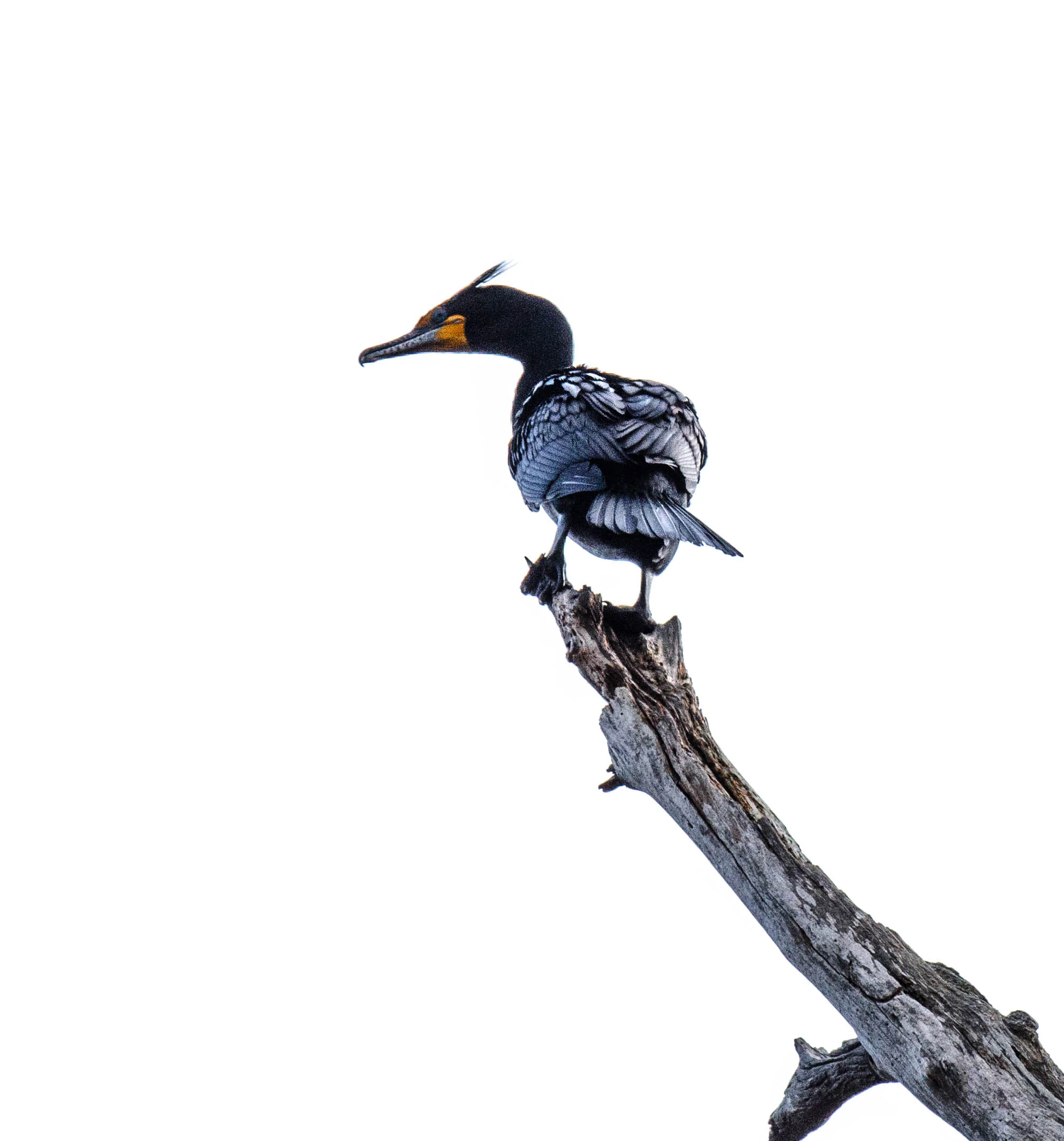 DSC_0213-3.jpg