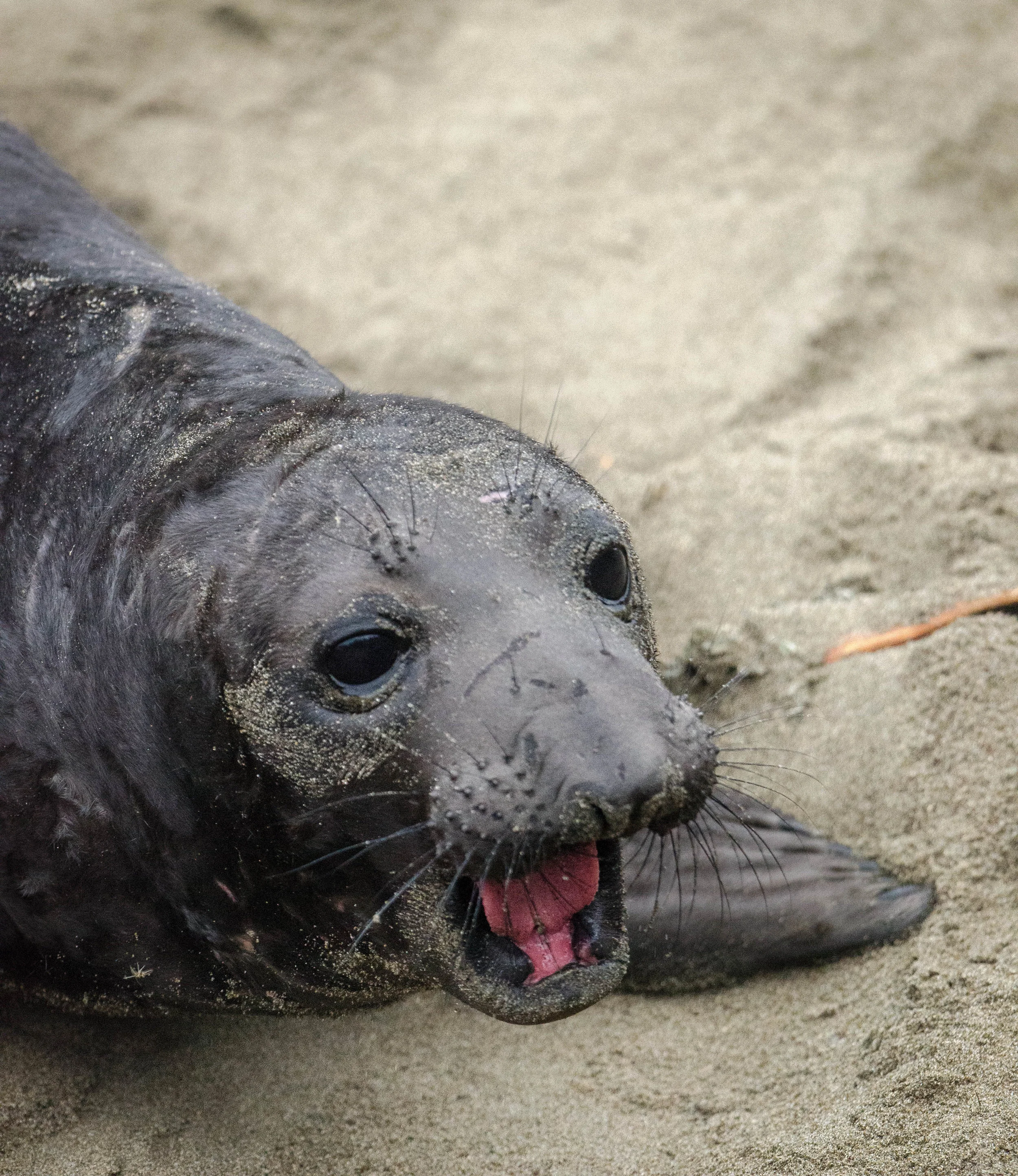 Elephant seal-1-6.jpg
