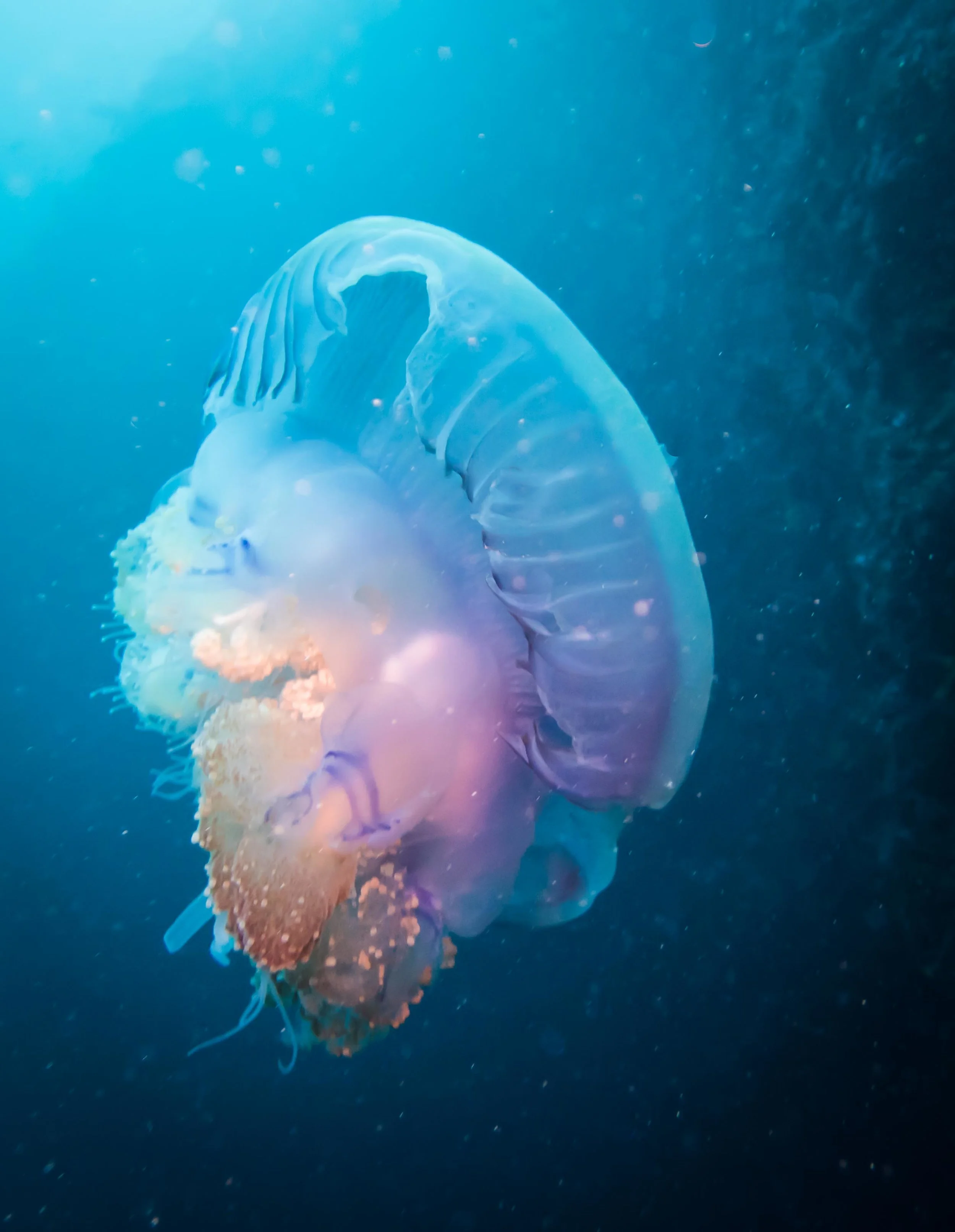 jelly