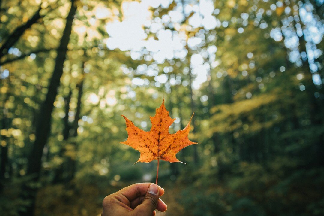 CANADA DAY LONG-WEEKEND HOURS:

We will be CLOSED Thursday, July 1st to Monday July 5th.
We will reopen Tuesday, July 6th.