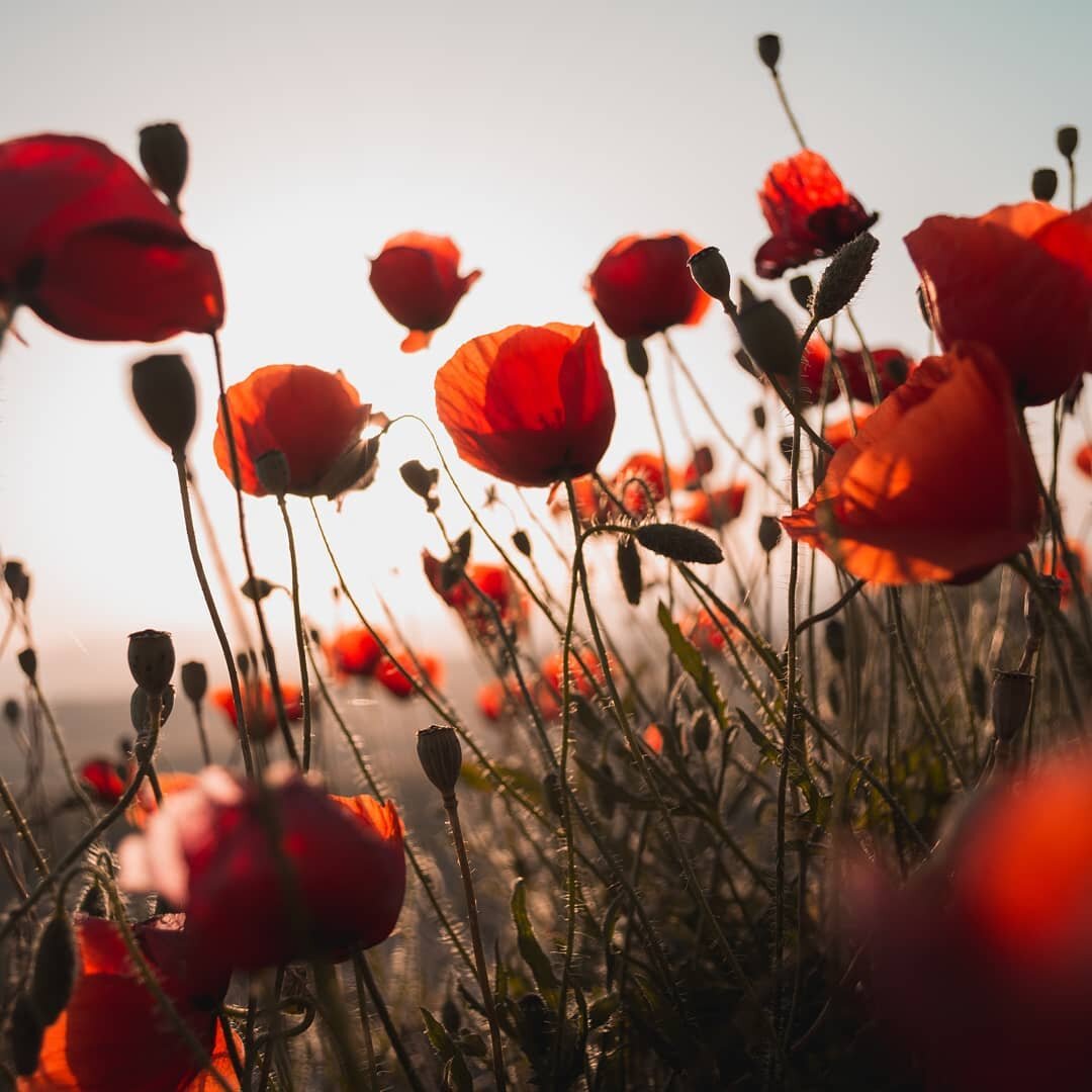 &quot;We cherish, too, the poppy red
That grows on fields where valor led; 
It seems to signal to the skies
That blood of heroes never dies,
But lends a lustre to the red
Of the flower that blooms above the dead
In Flanders Fields&quot;
- from Moina 