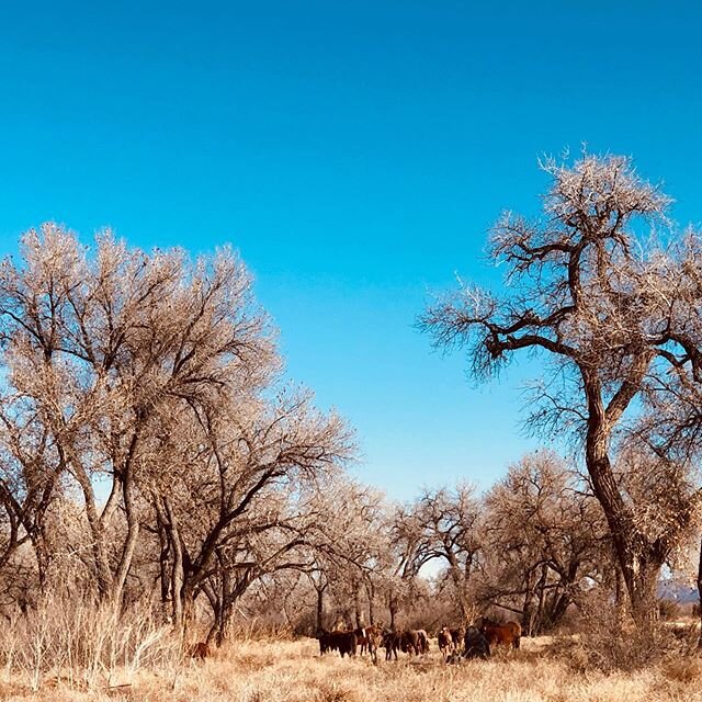 Blessed to live where there are wild horses.  This place is special. It&rsquo;s perfect for singing new stories and making new songs. It&rsquo;s in the New Mexico open spaces where inspiration runs as wild as the horses and birds and cattle. @oxygeno