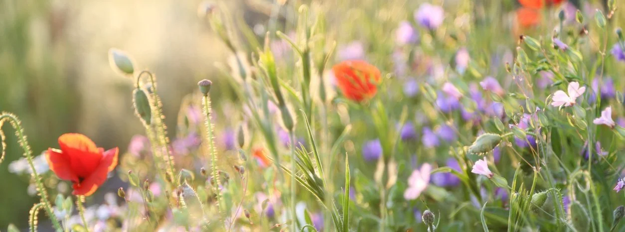 iStock-1329497448_poppies.jpg