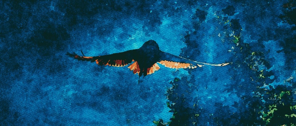 wise bird.jpg