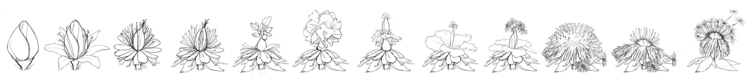 flower_sketches_blooming_jzheng.png