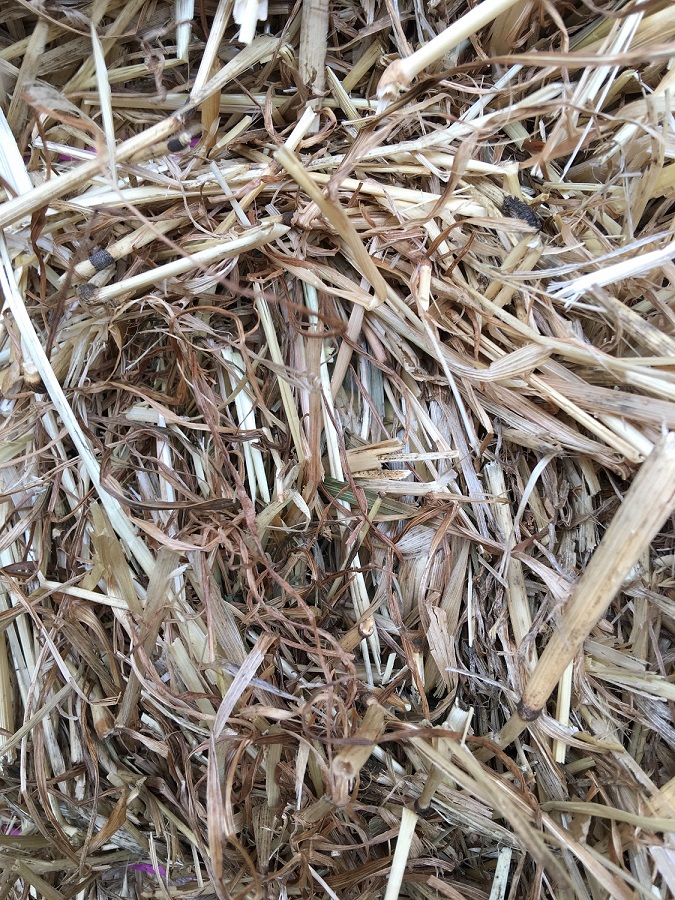 Rye grass hay