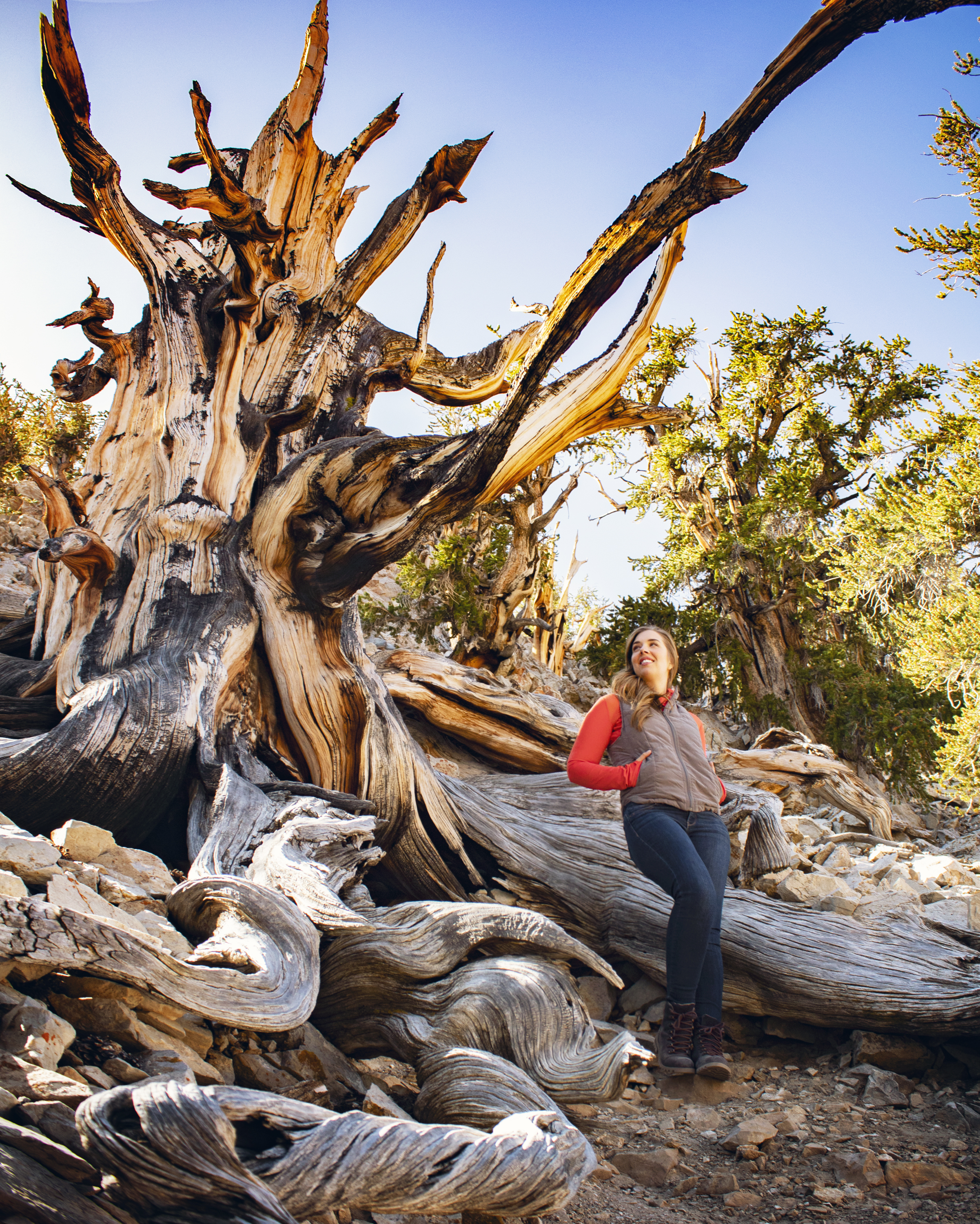 Visiting The Ancient Bristlecone Pine Forest Flying Dawn Marie Visiting The Ancient Bristlecone Pine Forest Flying Dawn Marie