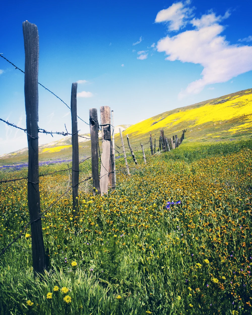 Golden Spring Days — Flying Dawn Marie | Travel blog, guides ...