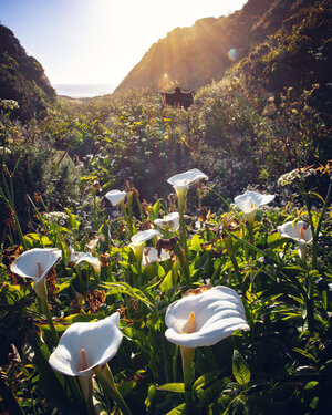 Calla Lily Valley in Big Sur, CA — Flying Dawn Marie | Travel blog ...