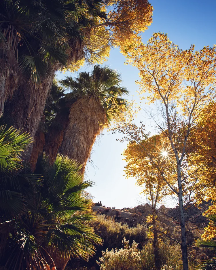 Cottonwood Spring (Joshua Tree National Park) — Flying Dawn Marie Travel blog, guides