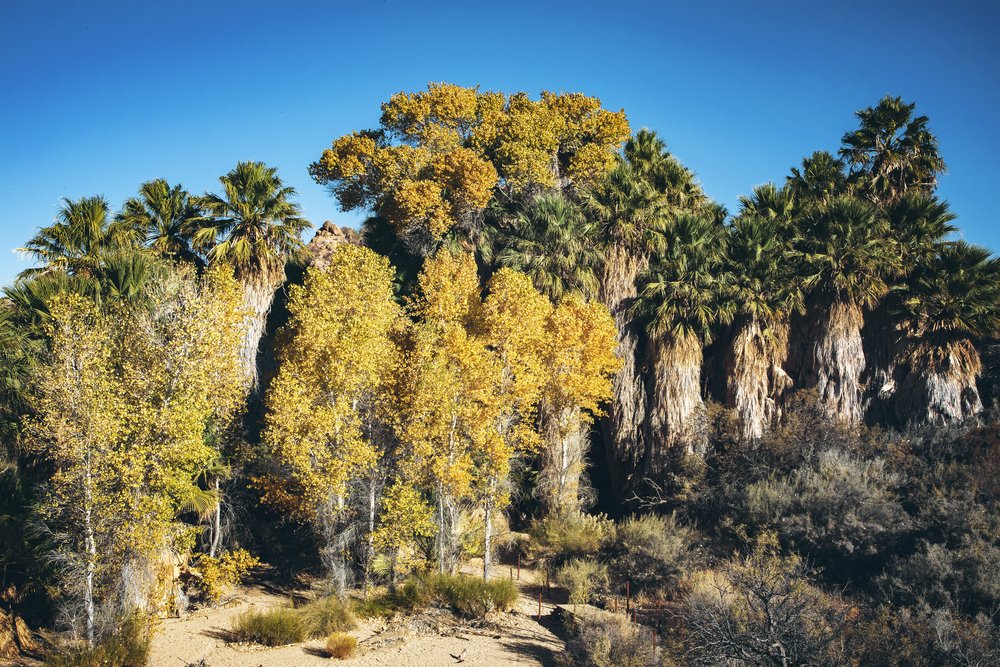 Could a man made forest in the desert sustain itself? : r/geography