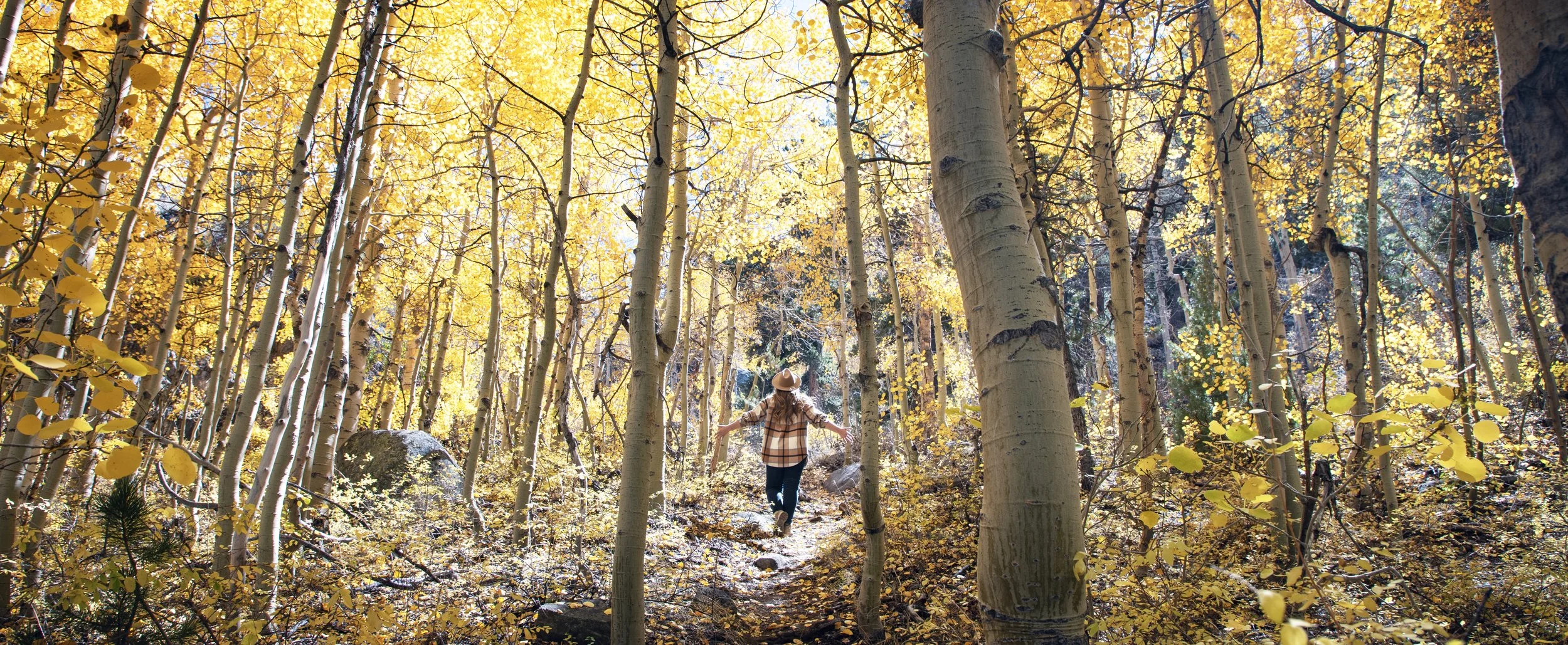 Eastern Sierra Fall Color Report **Current Conditions** (Oct 5-7)