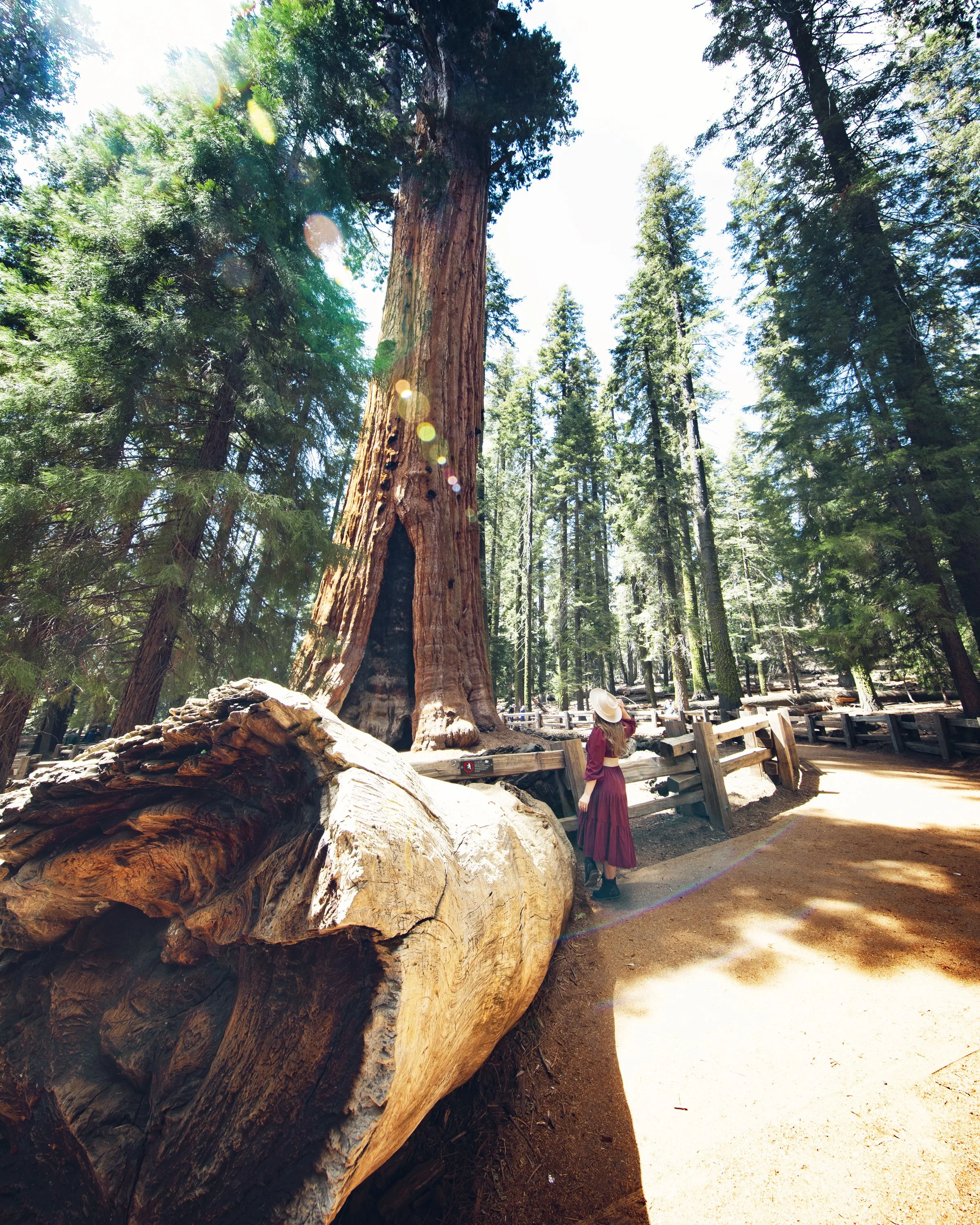 General Sherman Tree Sequoia National Park California The General