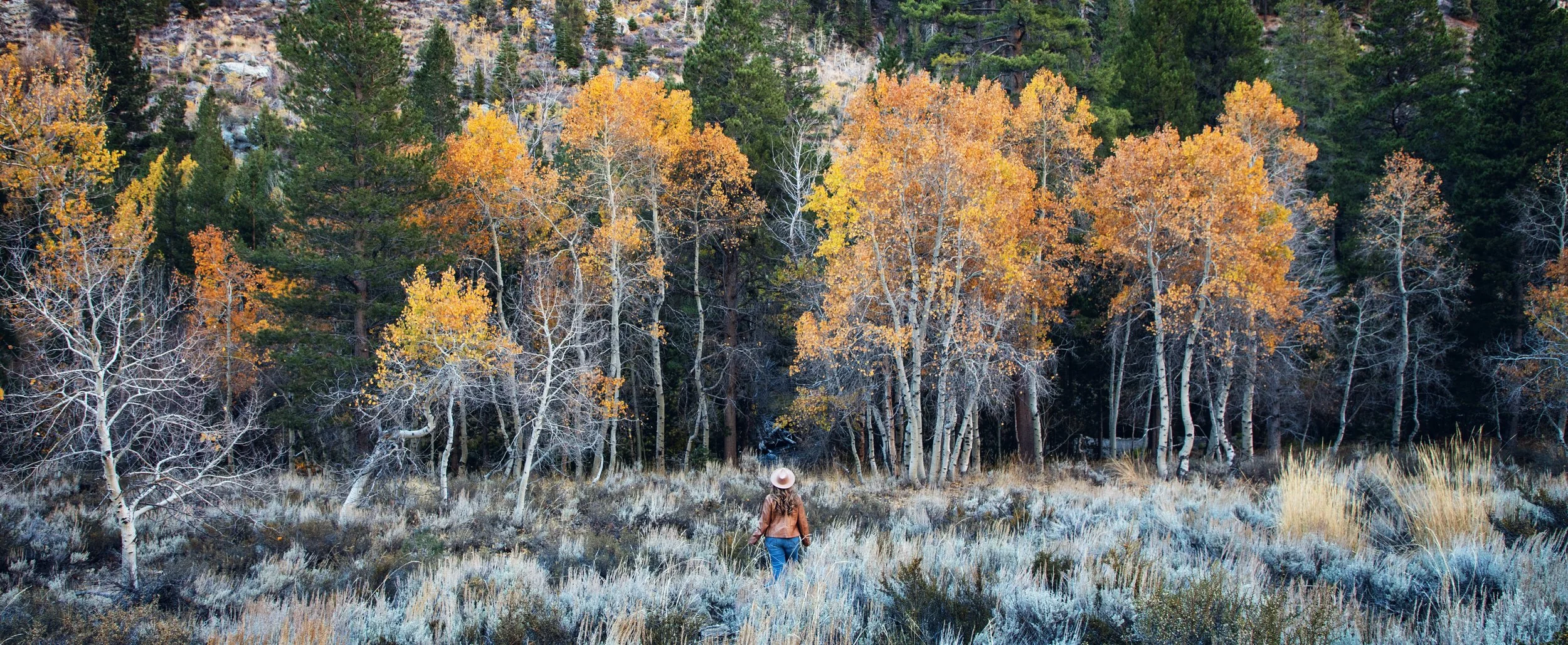 Eastern Sierra Fall Color Report **Current Conditions** (Oct 14-15) 