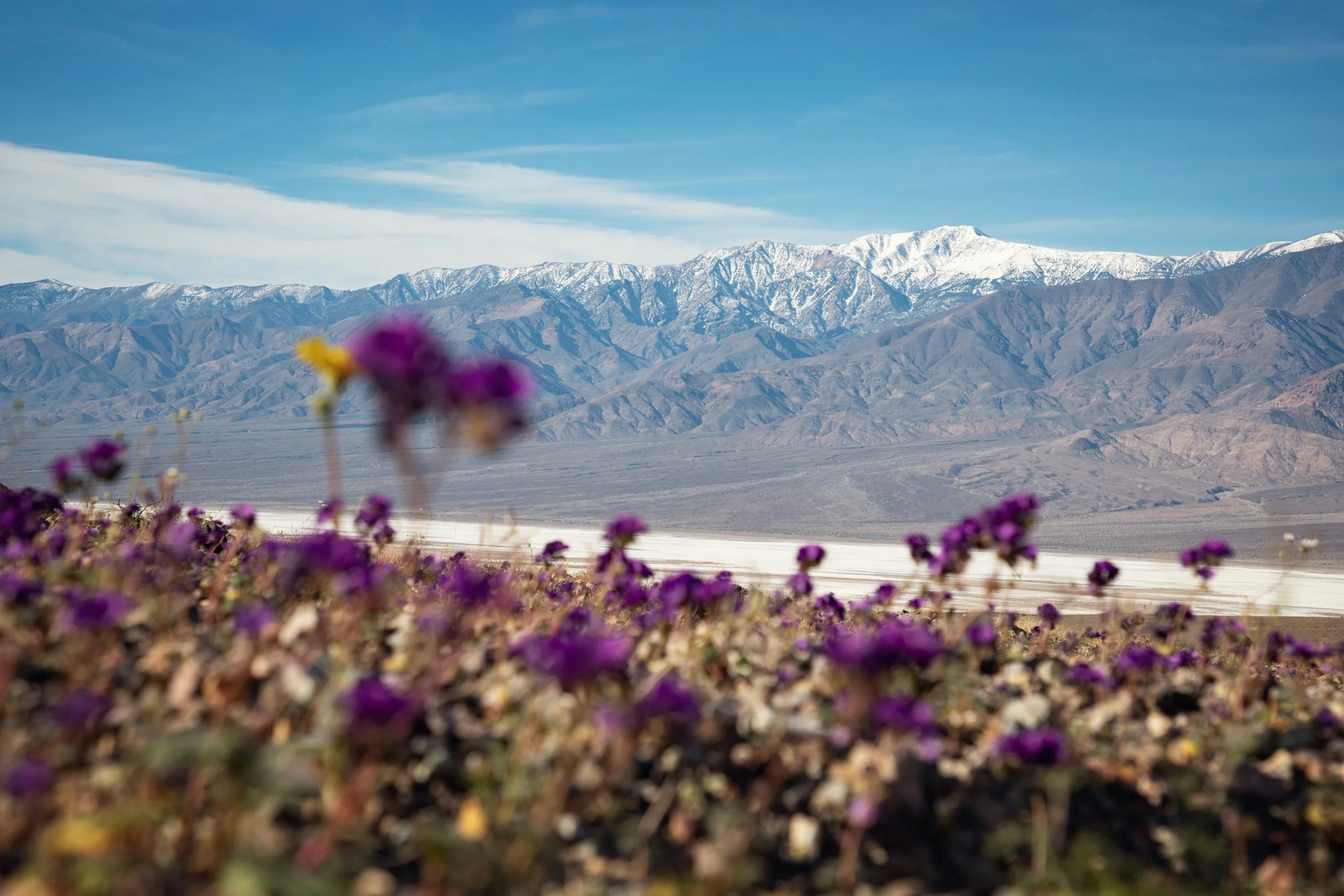 Death Valley SUPERBLOOM 2026: Where to See Wildflowers Right Now