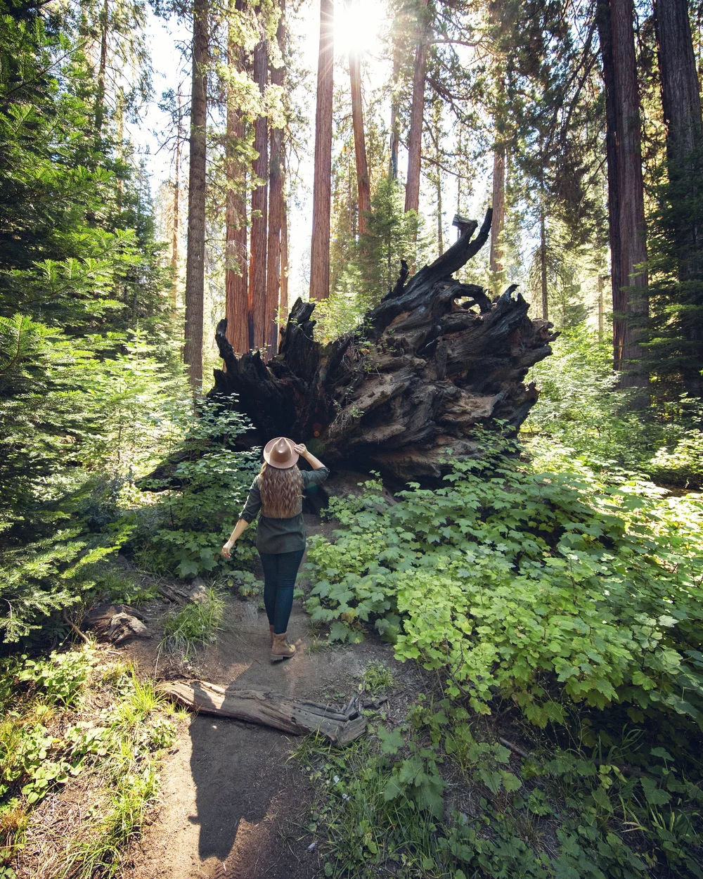 Carta Da Parati Sequoie Giganti Nel Sequoia National Park, California - Foto 9