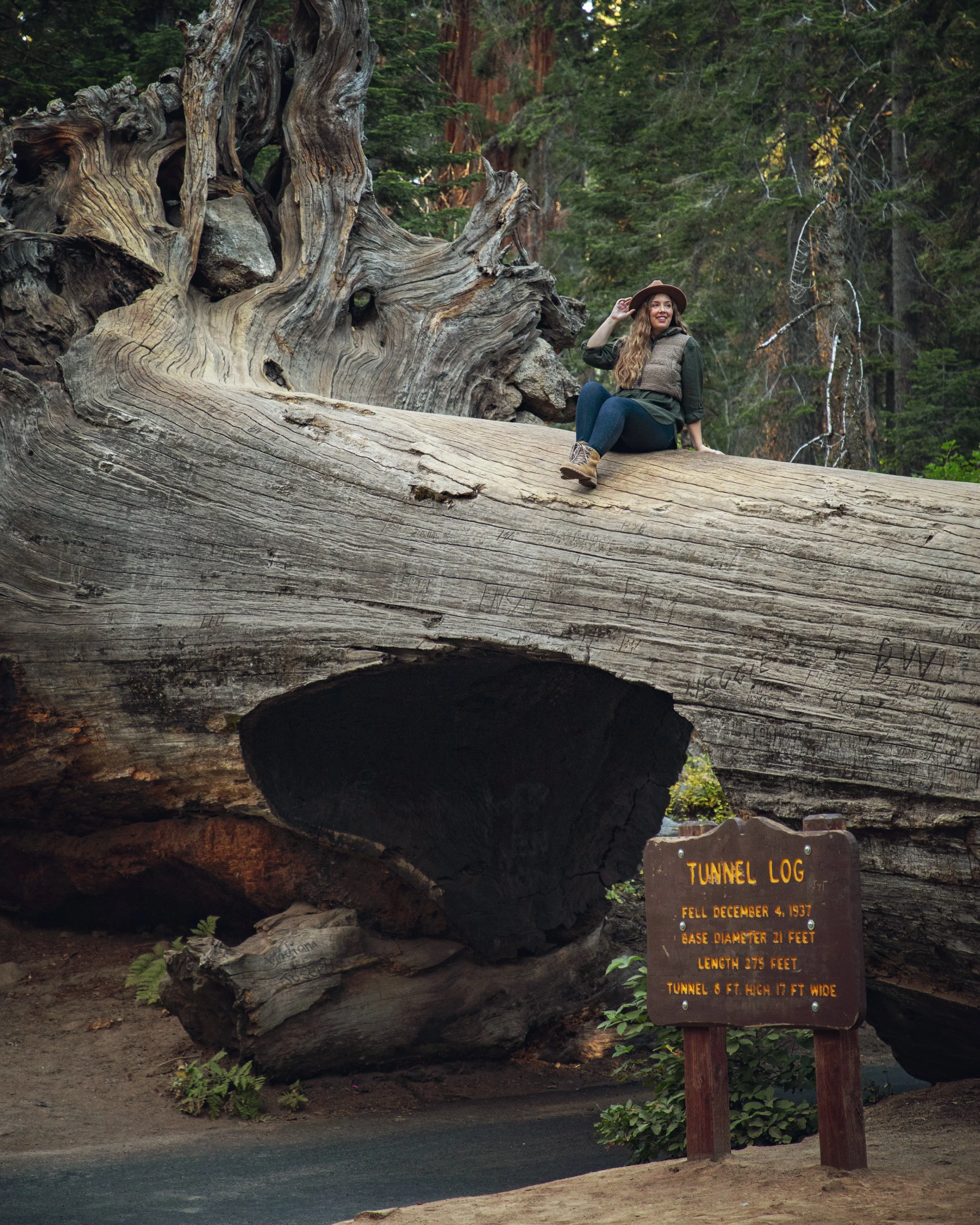 Tunnel Log Drive Through Tree in Sequoia National Park — Flying Dawn