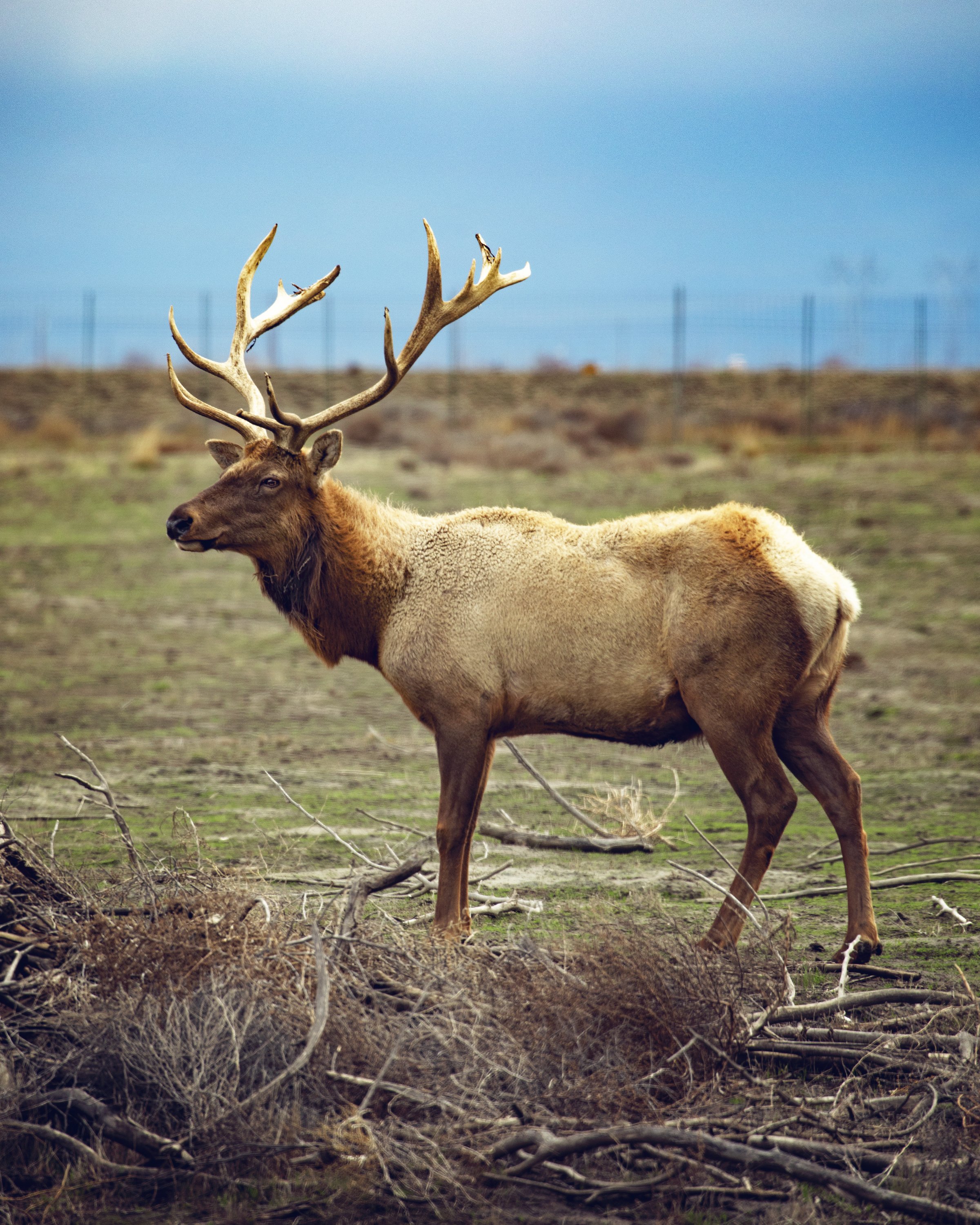 Tule elk selection of surface water and forage is mediated by season and  drought – California Fish and Wildlife Scientific Journal