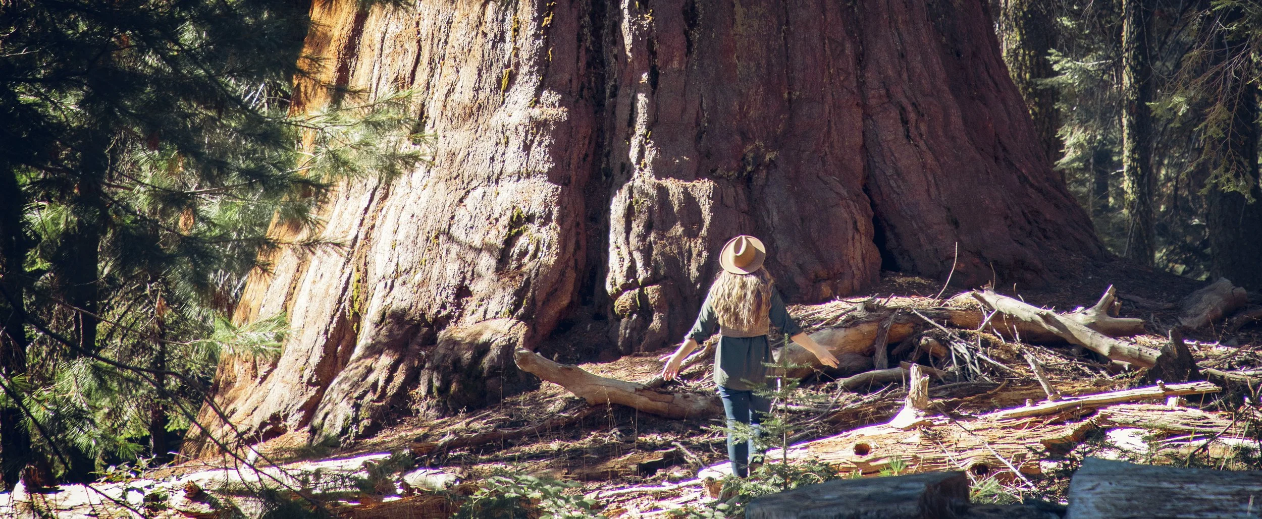 Visiting the Tallest, Oldest & Largest Trees in the World (California