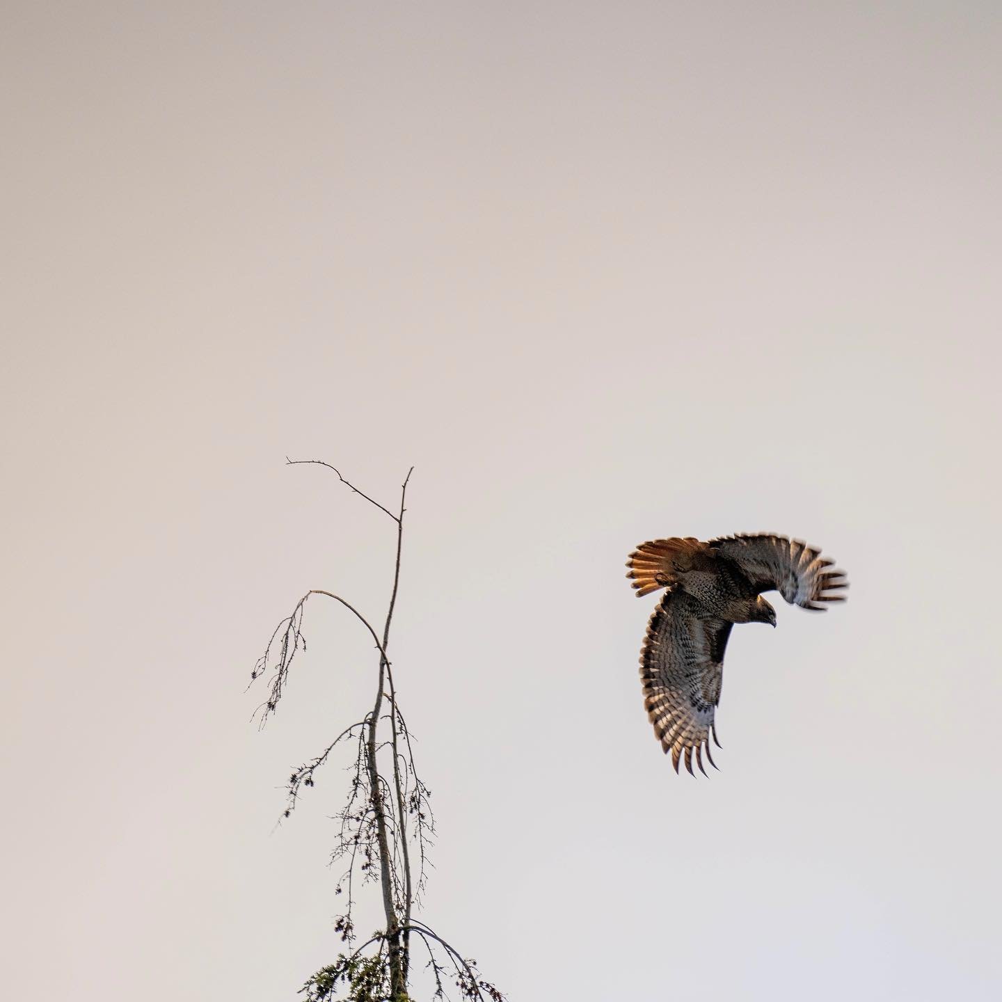 I was finally able to capture the red tailed hawk on my little farm.  I hope I can dedicate more effort to really understanding and documenting this amazing predator.