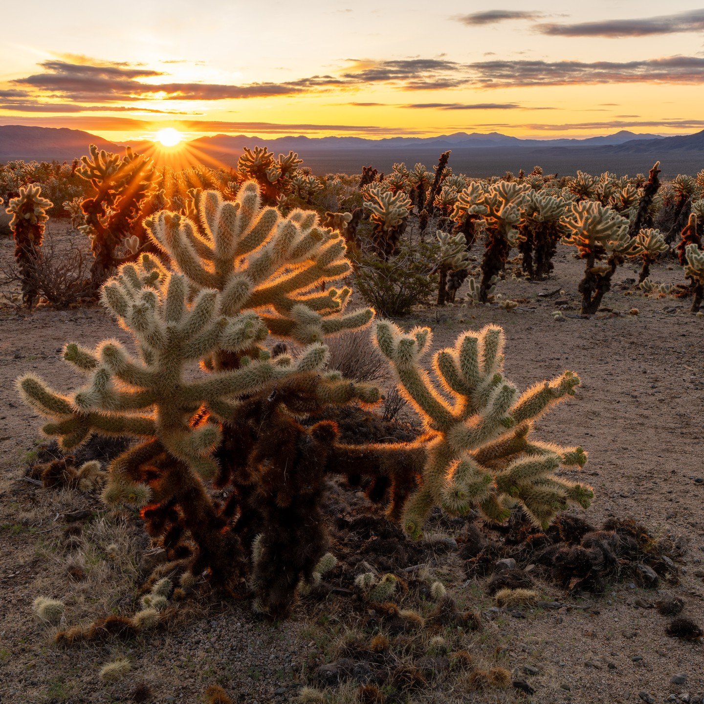 Cholla Cactus greets the morning sun in Joshua Tree National Park