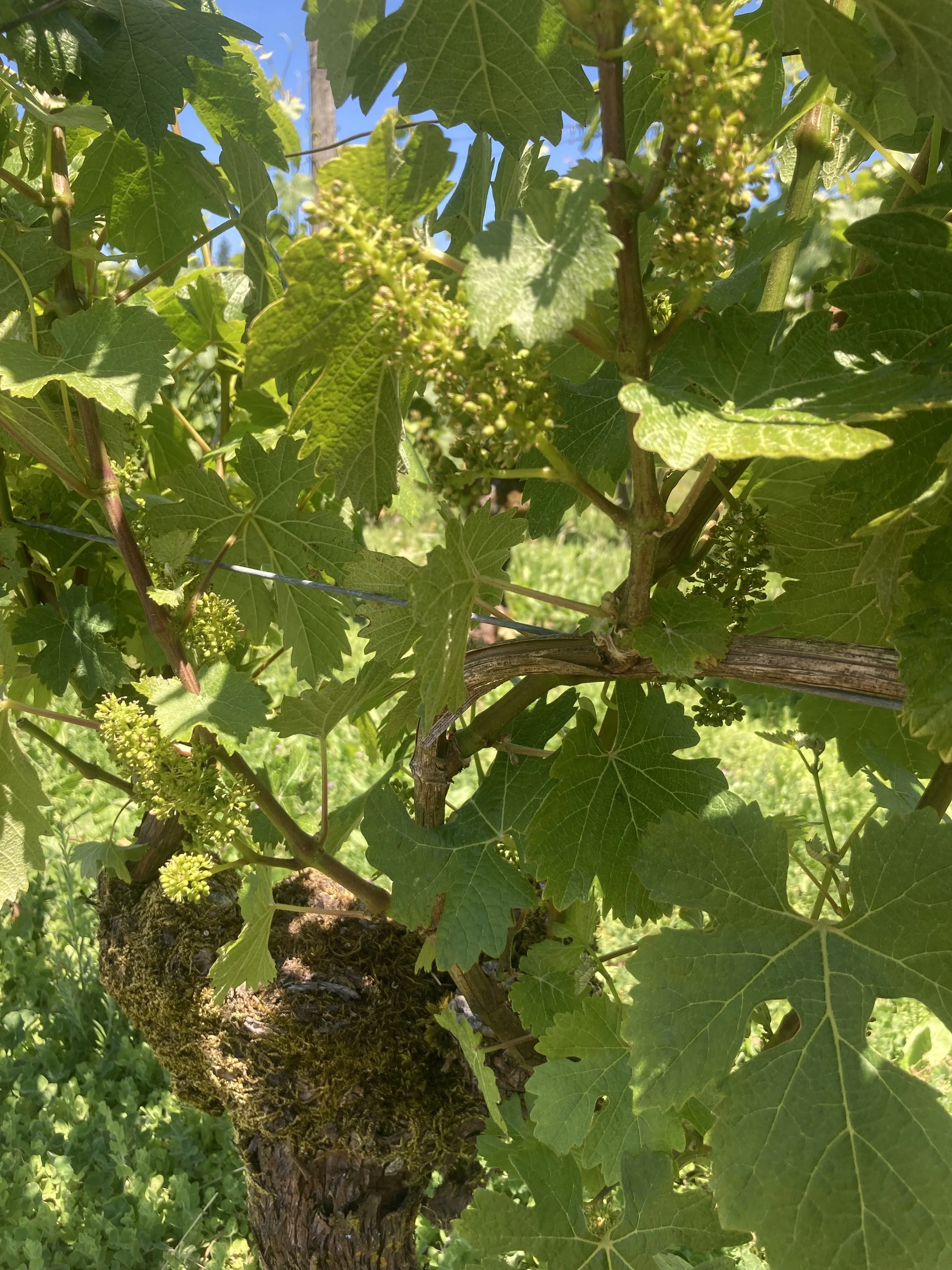 Bloom at Whistling Ridge Vineyard