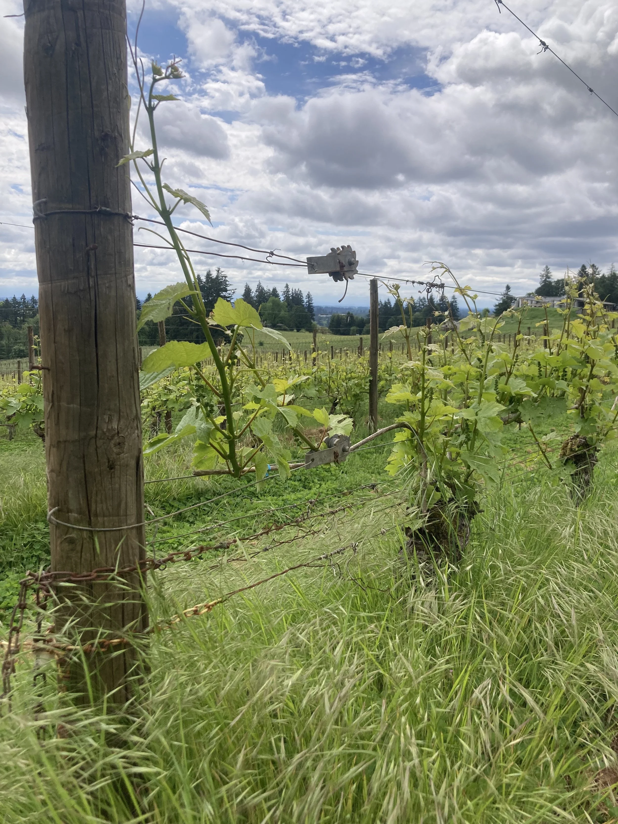 Durant Vineyard Wirfs Block looking East
