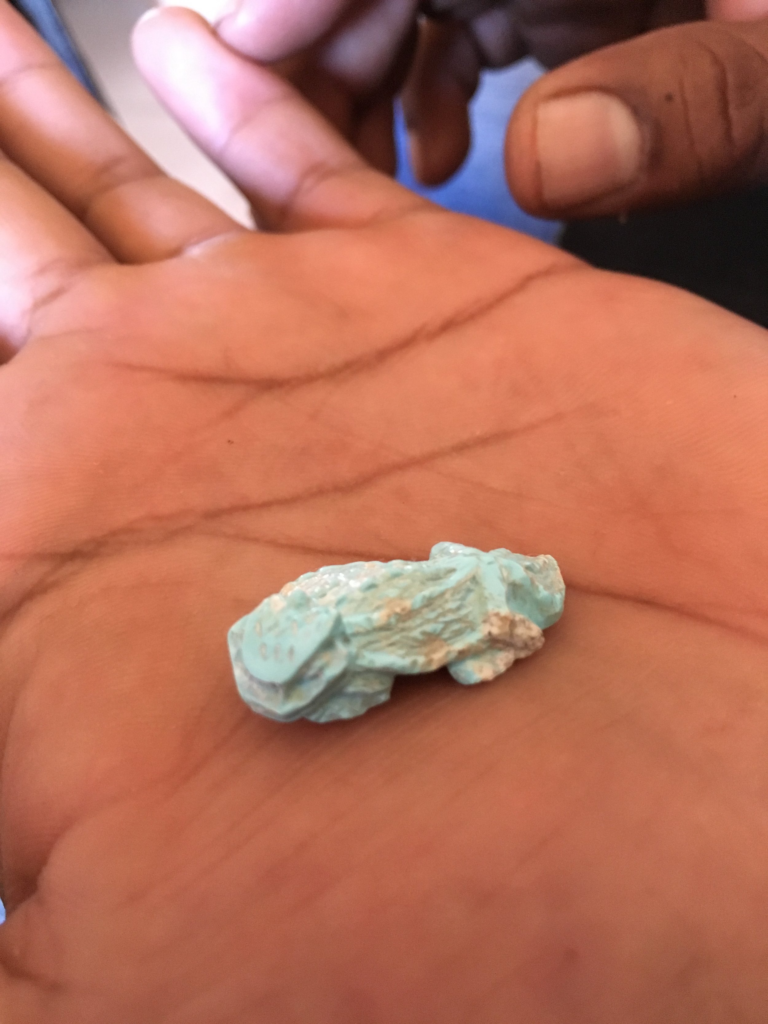 Turquoise Horned Toad