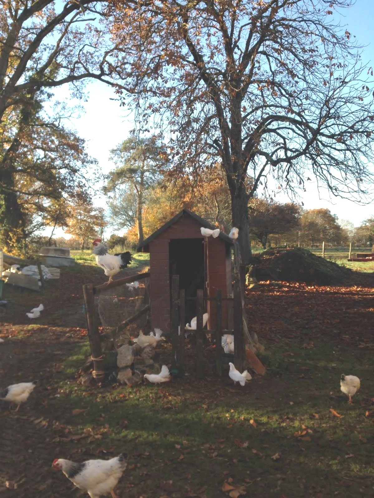 French chickens