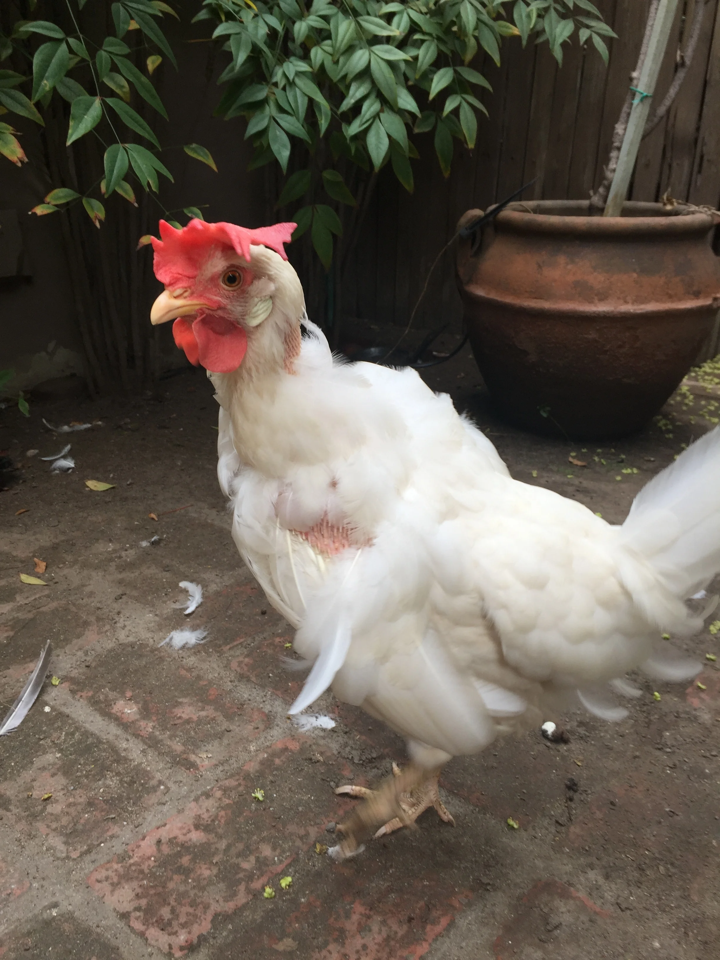 Sugar the hardy chicken