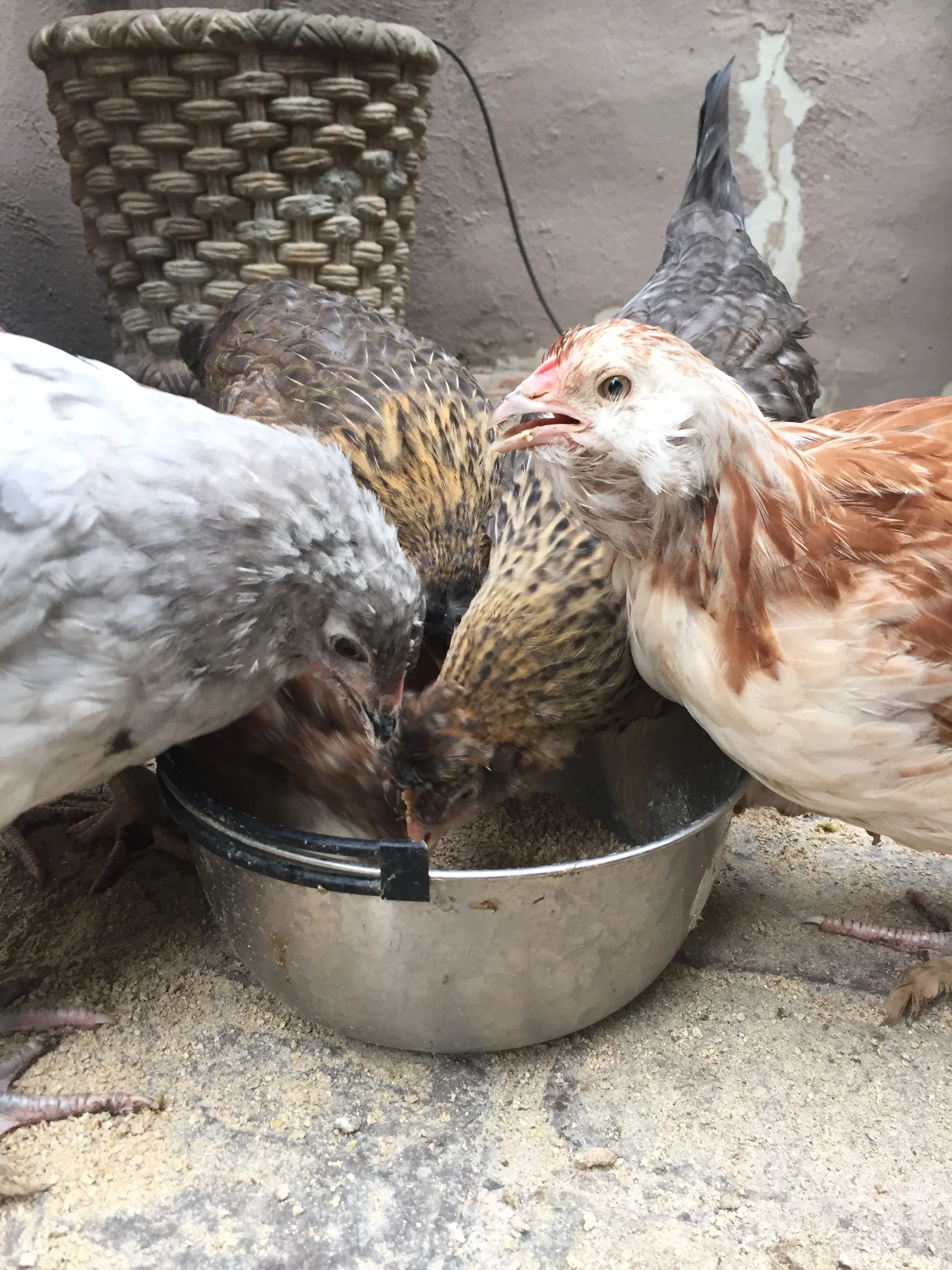 Five of the six babies huddle around breakfast