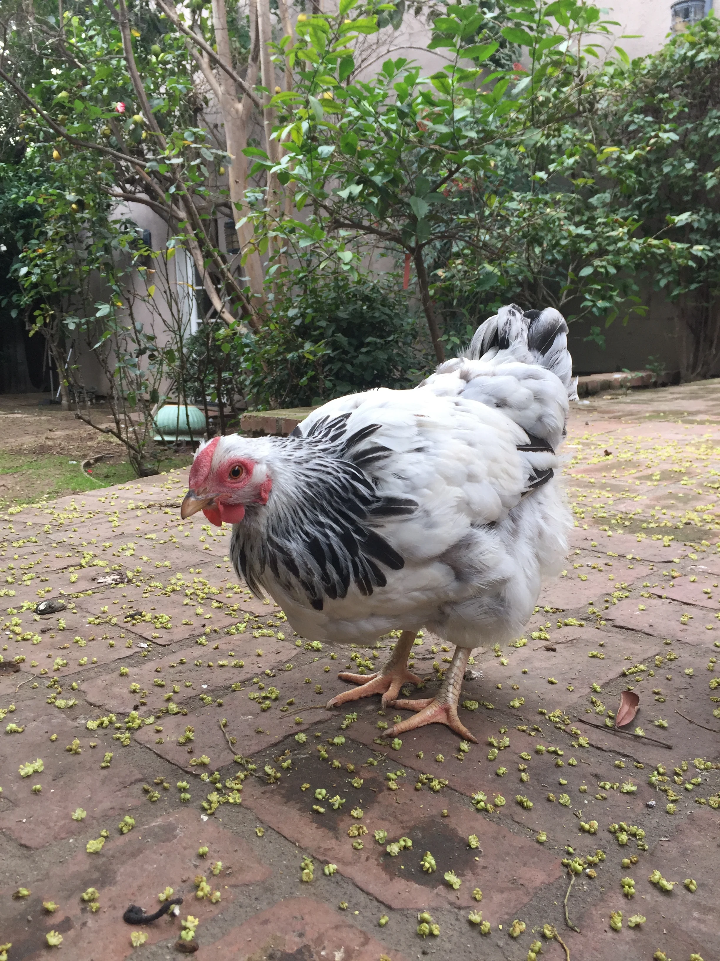 Pepper, a two-year-old chicken with mild temperament (unlike Sugar)