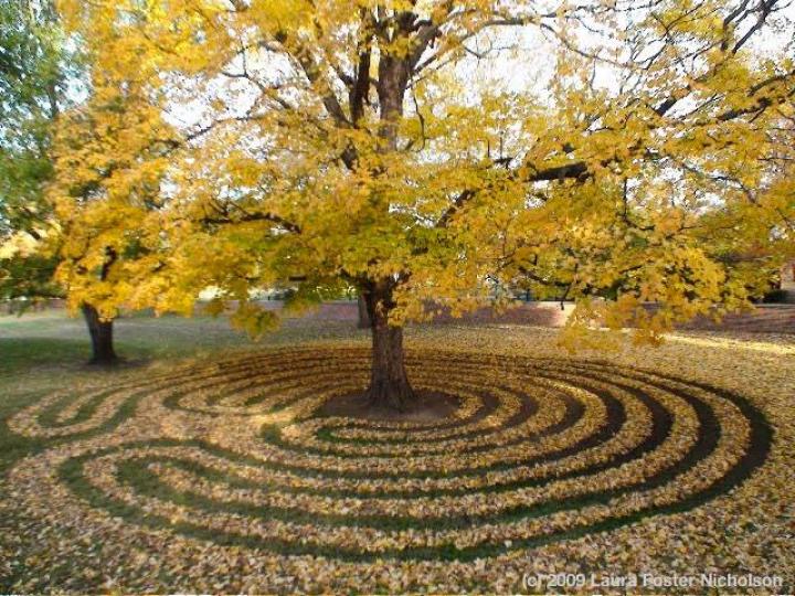 A 7-circuit labyrinth made of raked leaves leads to a tree